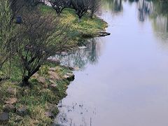 -洋湖国家湿地公园