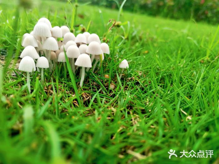 西流沱小镇图片