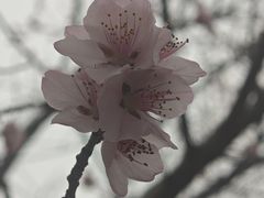 -桃花堤公园