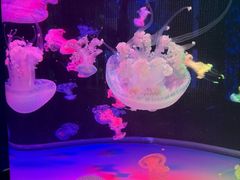 -左海海底世界