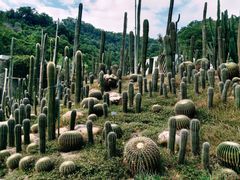 -深圳仙湖植物园