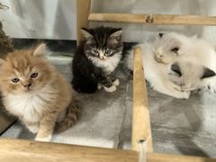 -楼上猫咖(罗湖店)