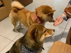 -柴务处·柴犬主题狗咖