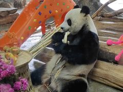 -海南热带野生动植物园