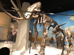 -国家自然博物馆