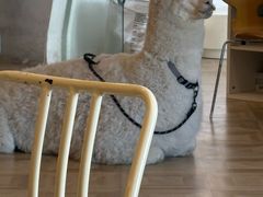 -Blue Concept Cafe&Farm·關於藍