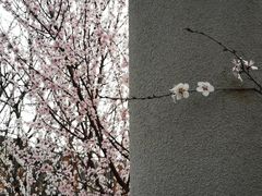 -桃花堤公园