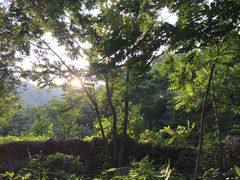 -大岭沟猕猴桃谷风景区