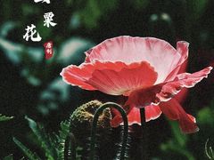 -国家植物园