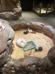 -造物庄园 萌宠纪(苏州湾歌林公园店)