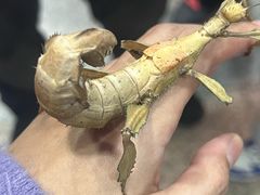 -上海大自然野生昆虫馆(东方明珠·爬宠昆虫探索中心)
