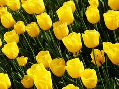 -大宁郁金香公园-停车场