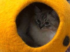 -安安宠医宠物医院·异宠·犬猫内科(岳阳分院)