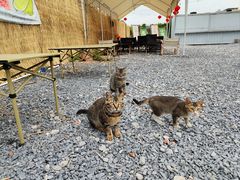 -DGE季风钓虾营地·团建·聚会