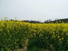-田园东方蜜桃村的田野营地