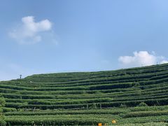 -听风阁农家私房菜茶楼(龙坞店)