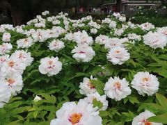 -莲花池公园