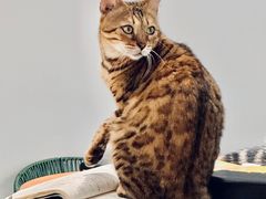 -Cappucimeow猫咪咖啡馆(韦伯时代店)