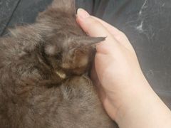 -楼上猫咖(罗湖店)