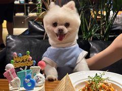 -百好乐宠物友好餐厅(朝外大街店)