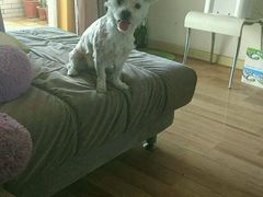 -米苏动物医院·犬猫专科·骨科外科内窥镜