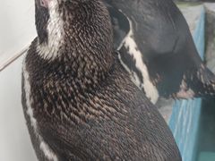 -上海野生动物园