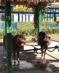 -萌宠亲子动物乐园(槐房万达店)