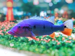 -东南花都花博园