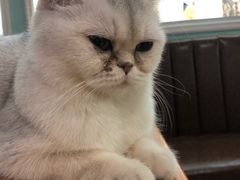 -猫小院猫主题餐厅(三里屯店)