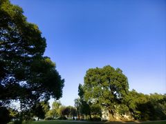 -上海共青森林公园