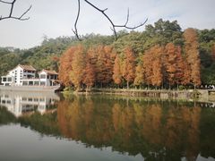 -深圳仙湖植物园