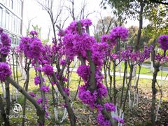 -白塘生态植物园