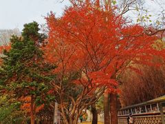 -青岛崂山太清宫