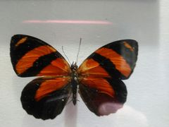 -上海昆虫博物馆