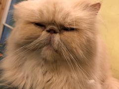 -猫色咖啡·猫咖
