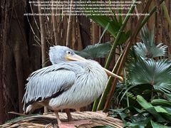 -广州长隆野生动物世界