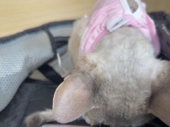 -美联众合爱康动物医院•复杂内科•肿瘤科•牙科•腔镜诊疗中心
