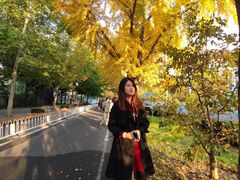 -三里屯东五街银杏大道