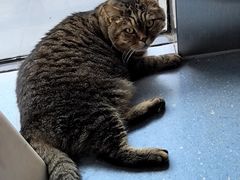 -伟伟宠物医院·瑞派猫友好医院·猫科(光谷店)