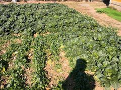 -重元寺香积厨素斋馆