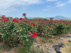 -亚龙湾国际玫瑰谷