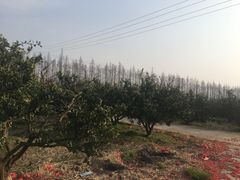 -上海长兴岛郊野公园