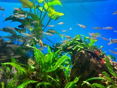 -太平洋海底世界