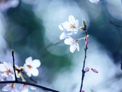 -顾村公园