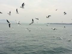 iphone_upload_pic-栈桥景区