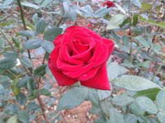 -松山湖梦幻百花洲