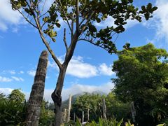 -深圳仙湖植物园