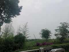 -空港花田景区