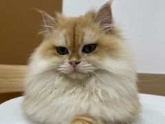 -有喵·猫咖·狗咖·40+猫狗有小奶狗(岗厦店)