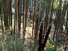 -莫干山风景区